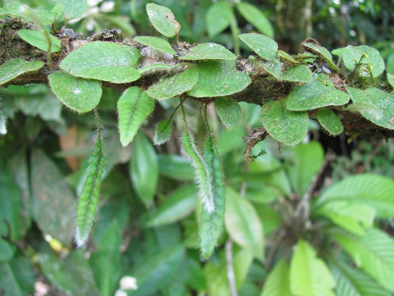 Microgramma tecta — houseplant care guide