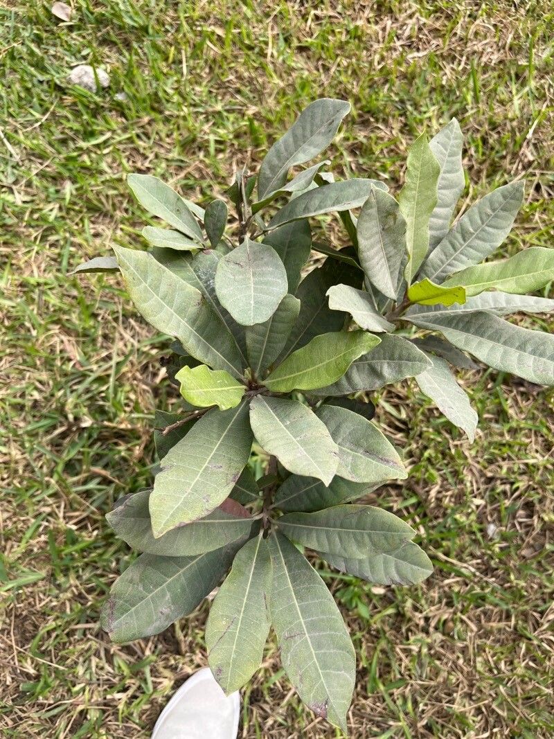 Terminalia brachystemma — search result for 'Terminalia'