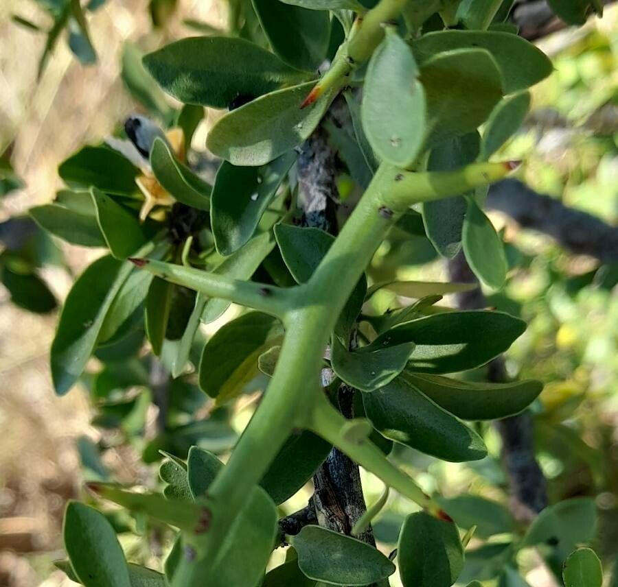 Maytenus spinosa — houseplant care guide