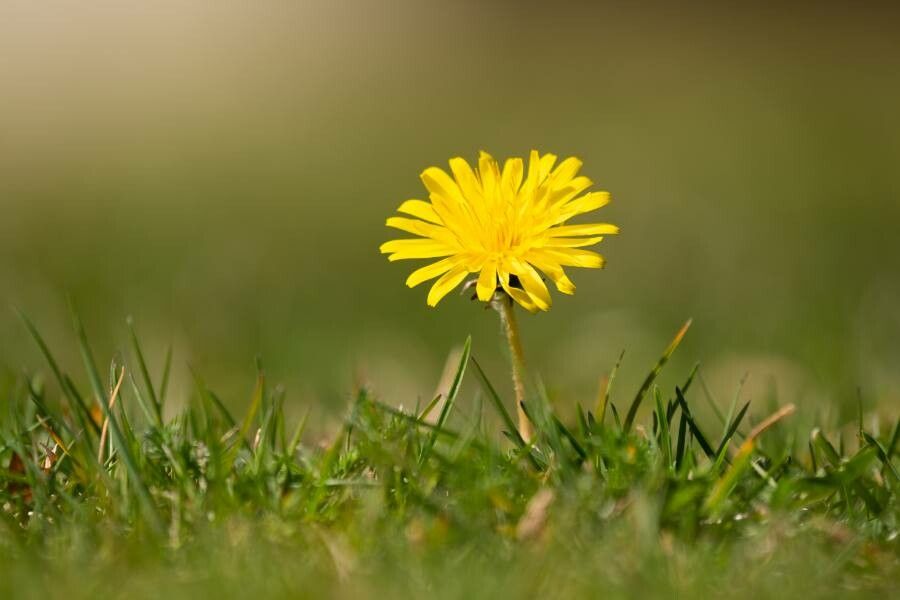 Taraxacum mediterraneum flower