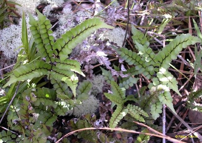 Adiantum fournieri habit