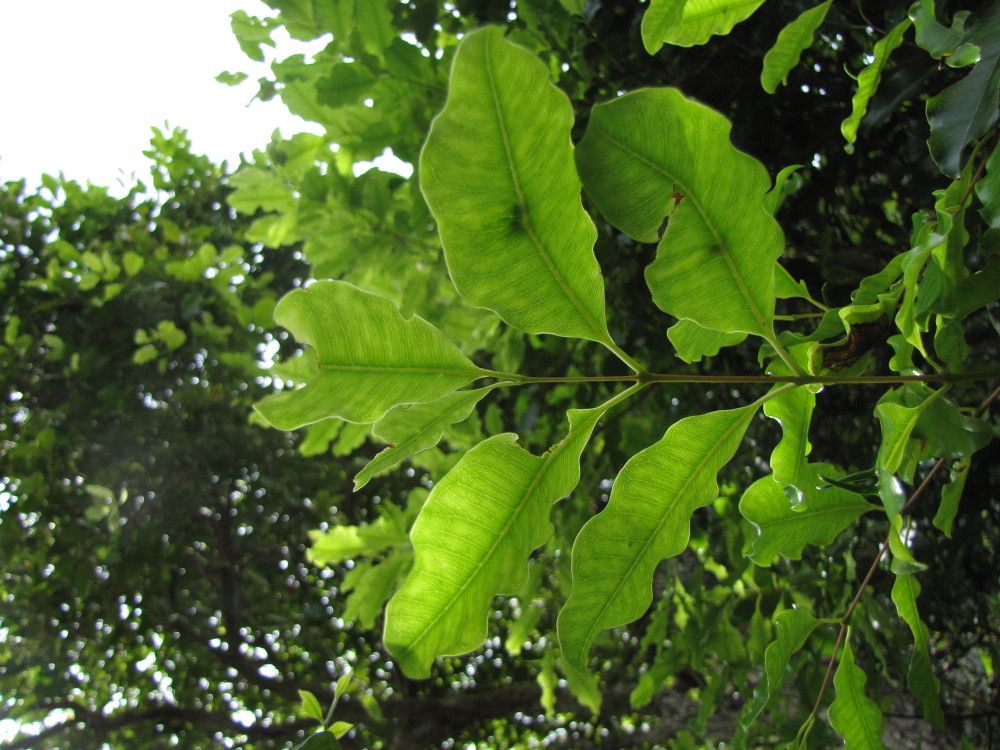 Syzygium koumacense — houseplant care guide