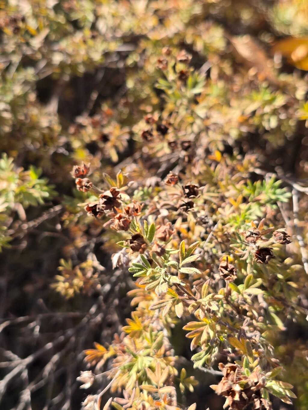 Dasiphora parvifolia — related species from the same genus