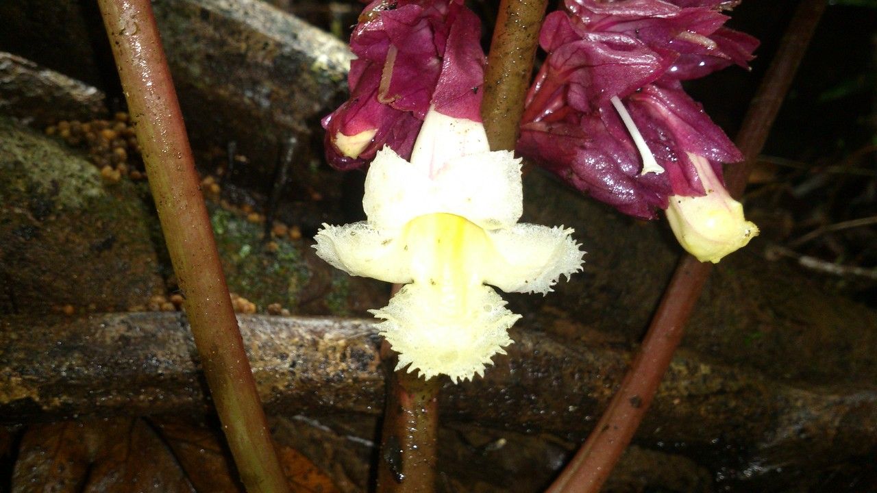 Drymonia turrialvae flower