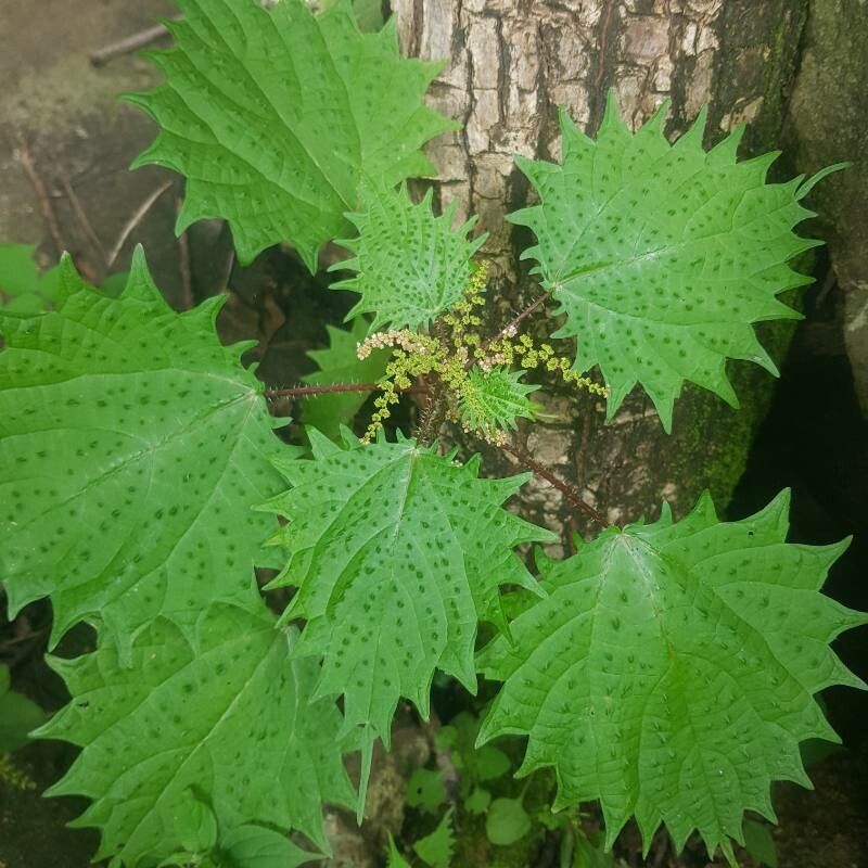 Laportea mooreana — search result for 'Laportea'