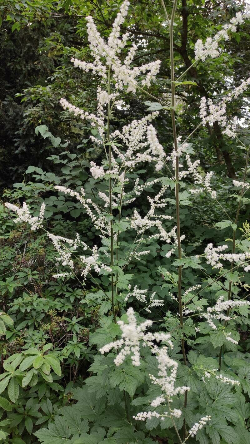 Actaea dahurica habit