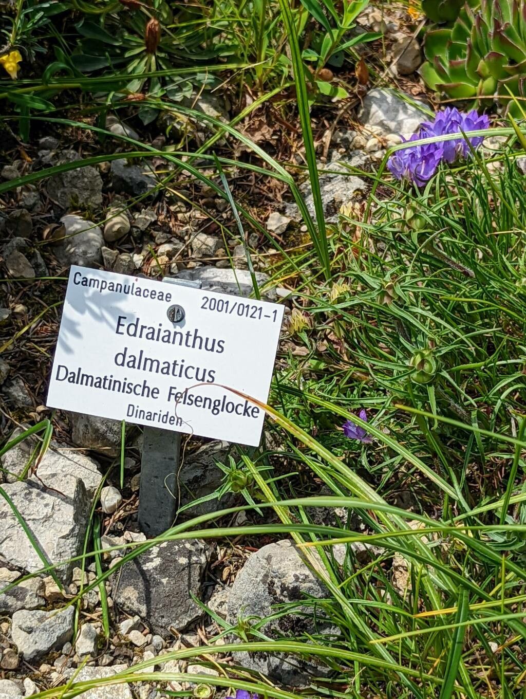 Edraianthus dalmaticus other