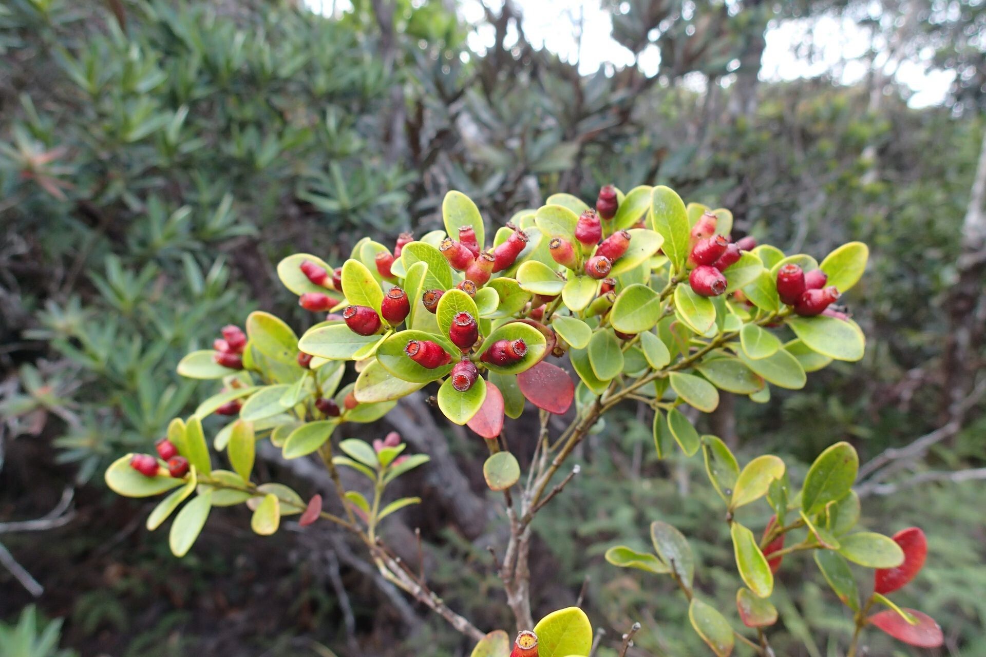 Syzygium boulindaense fruit
