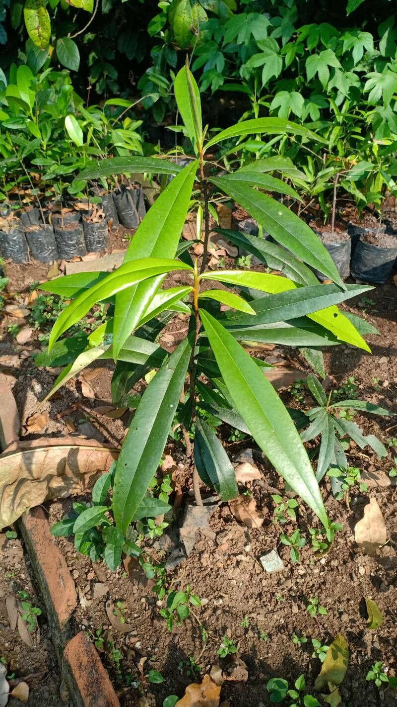 Diospyros celebica leaf
