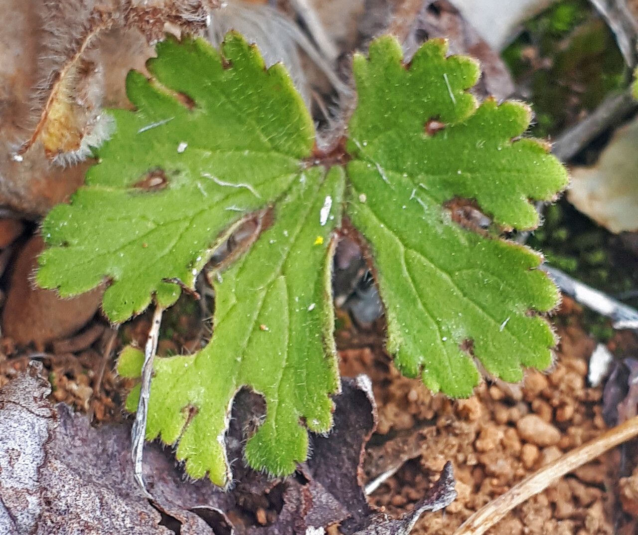 Ranunculus sprunerianus — houseplant care guide