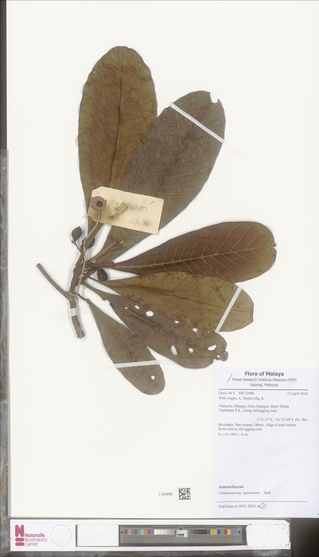 Campnosperma squamatum — related species from the same genus