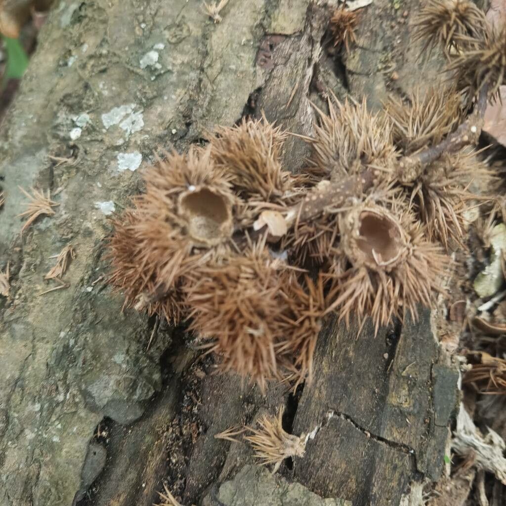 Castanopsis indica fruit
