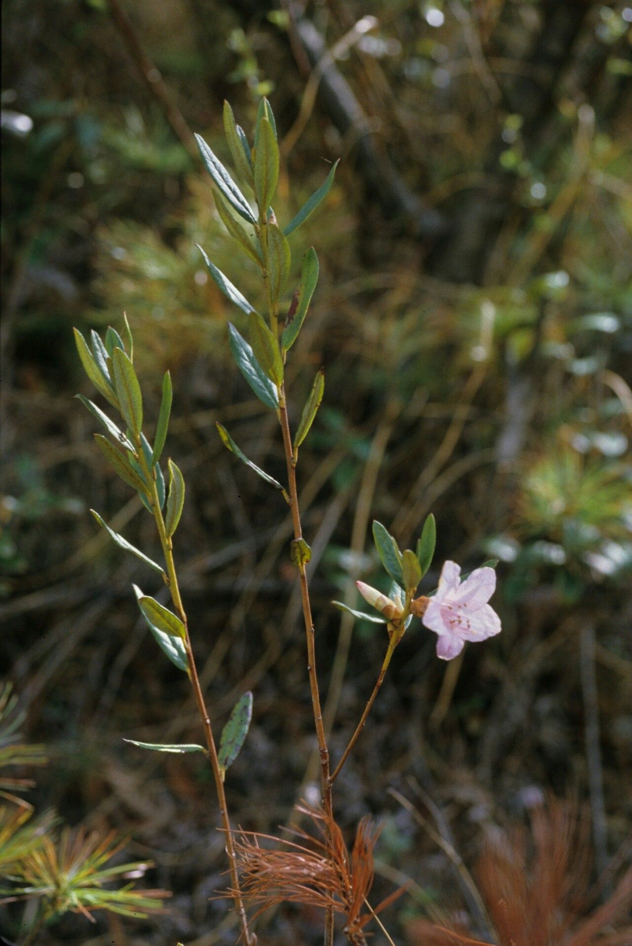 Rhododendron virgatum — houseplant care guide