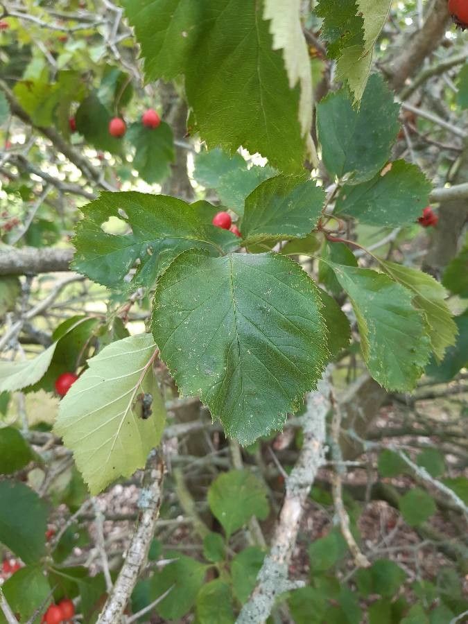 Crataegus macracantha — search result for 'Crataegus'