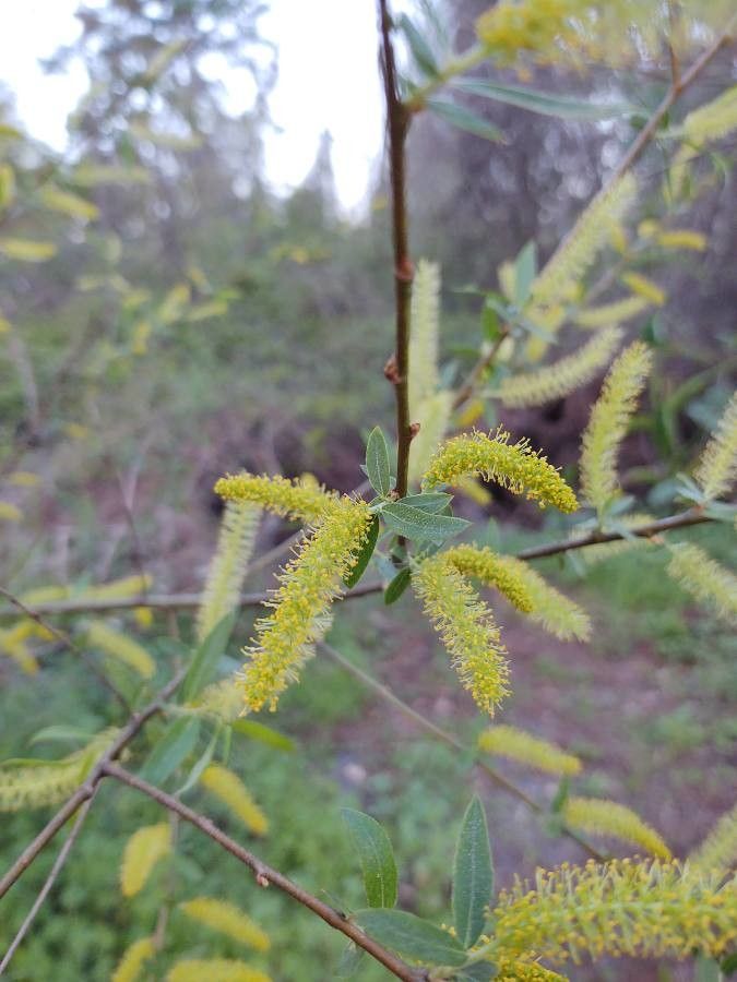 Salix caroliniana flower