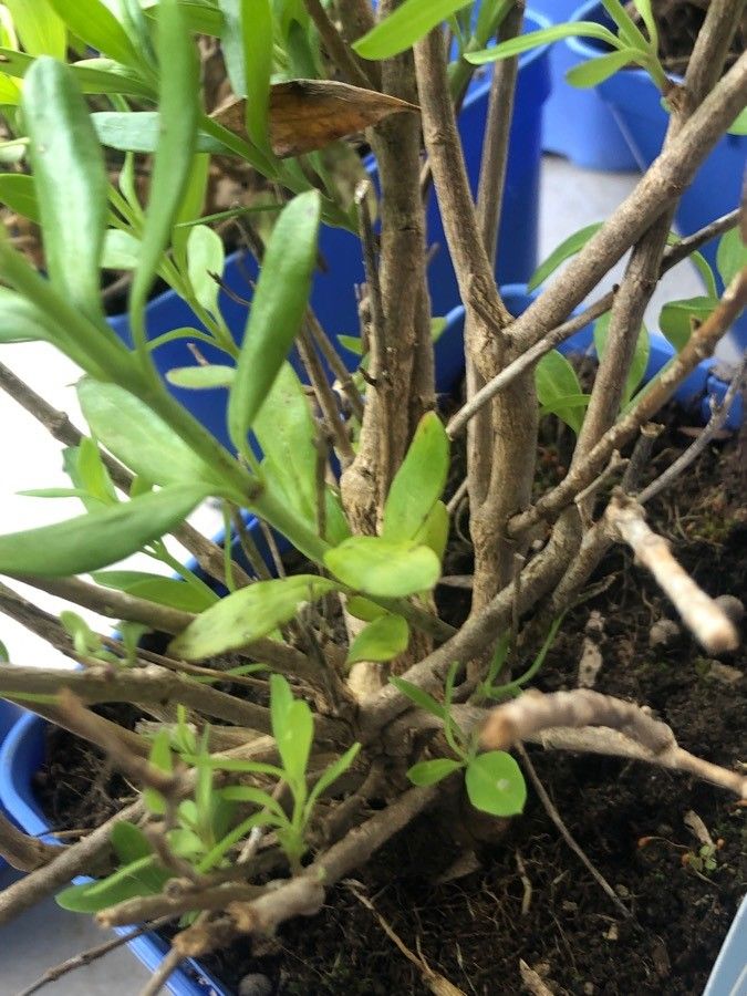 Gambelia speciosa bark