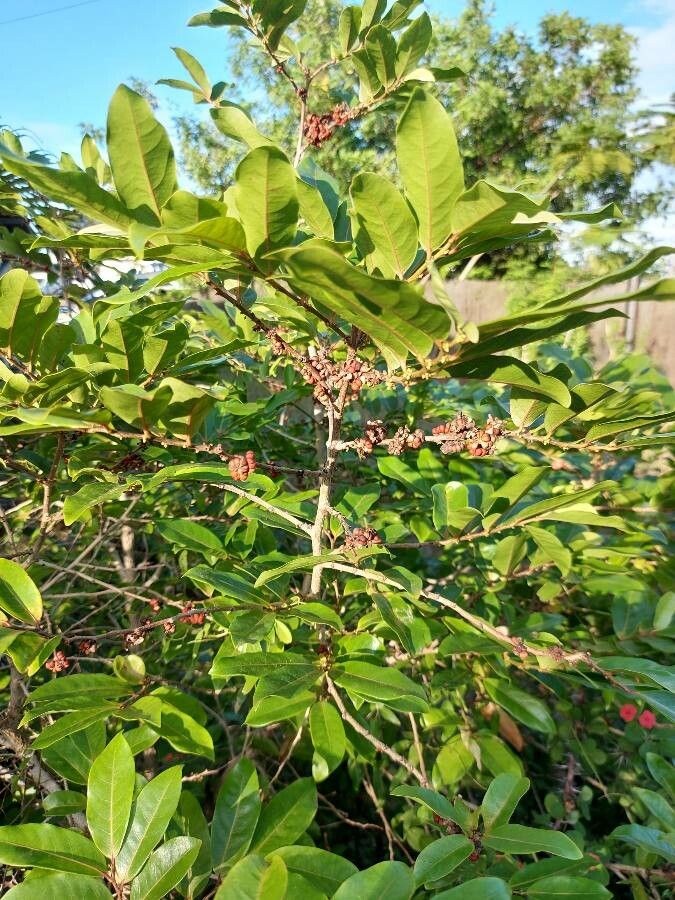 Phyllanthus billardierei fruit