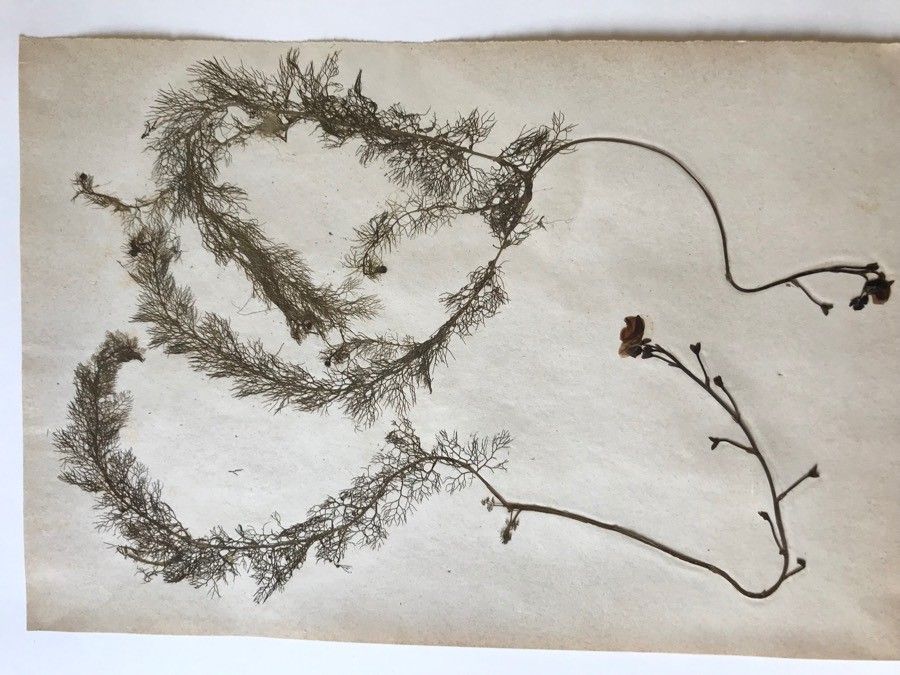 Utricularia vulgaris leaf