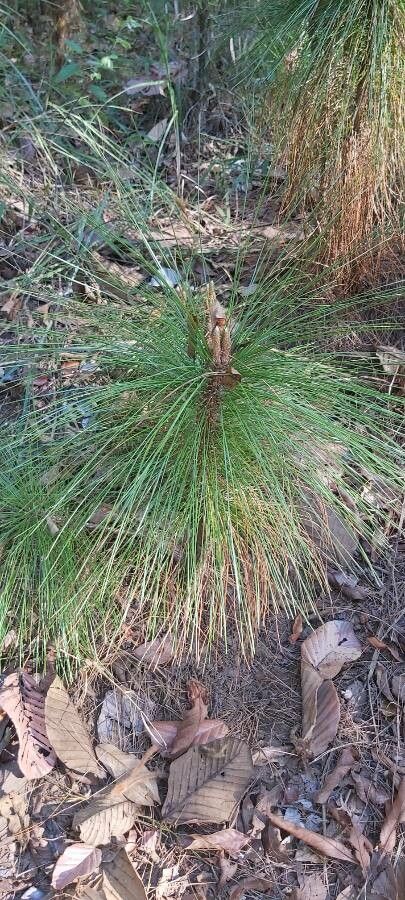 Pinus merkusii — search result for 'Pinus'