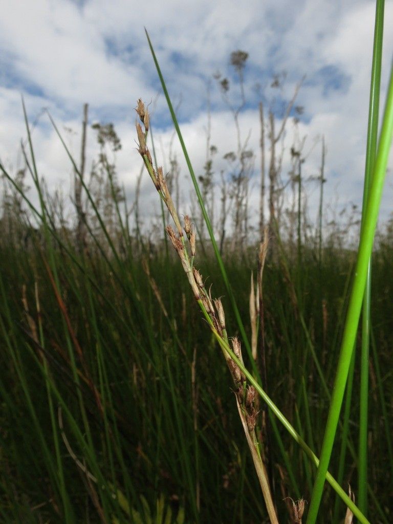 Machaerina rubiginosa — houseplant care guide