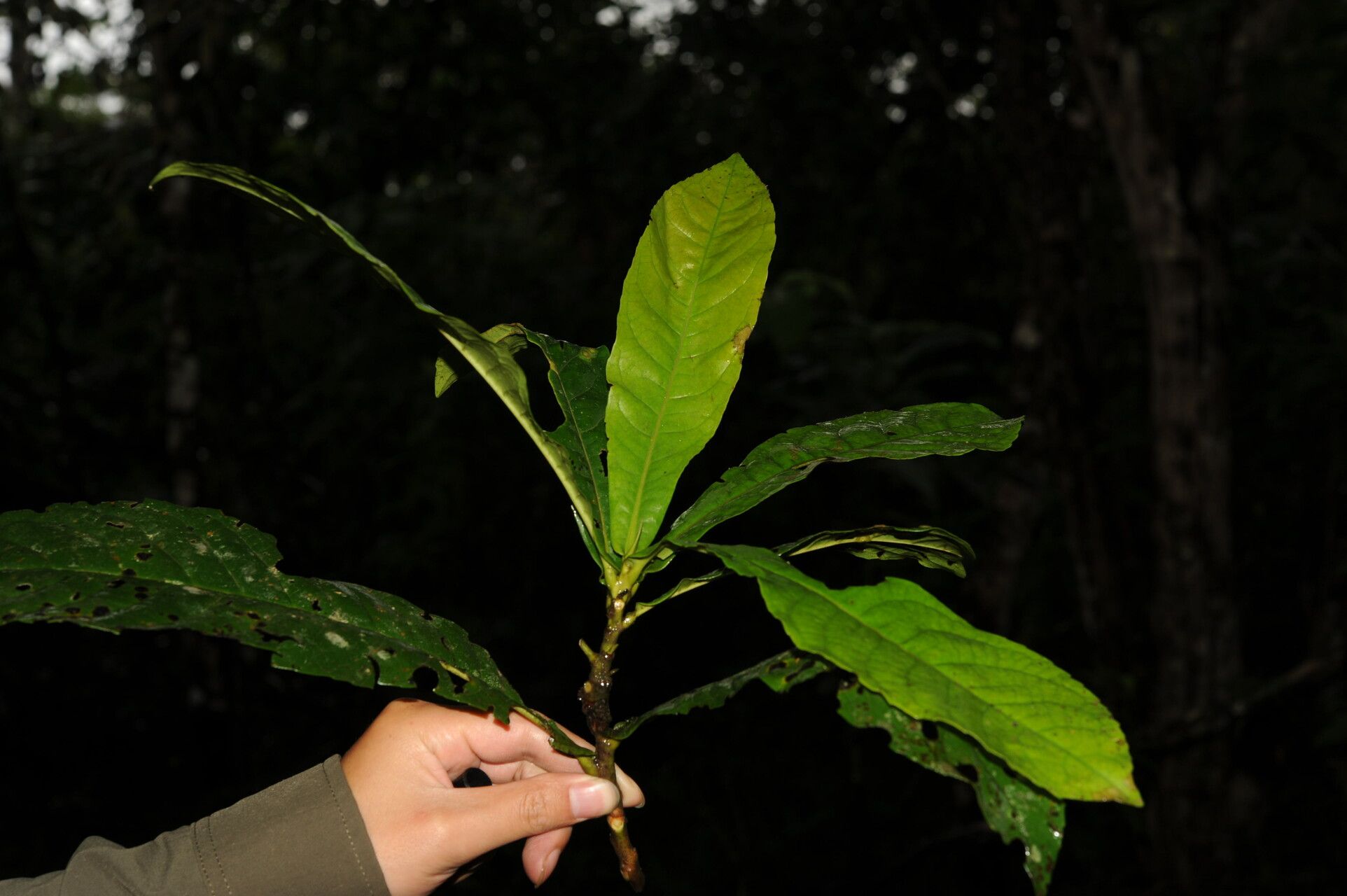 Gordonia brenesii — related species from the same genus