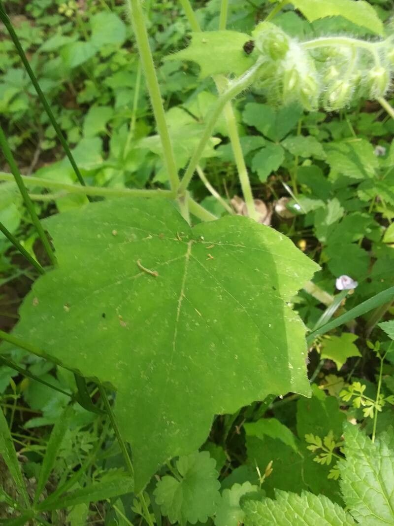 Hydrophyllum appendiculatum — related species from the same genus