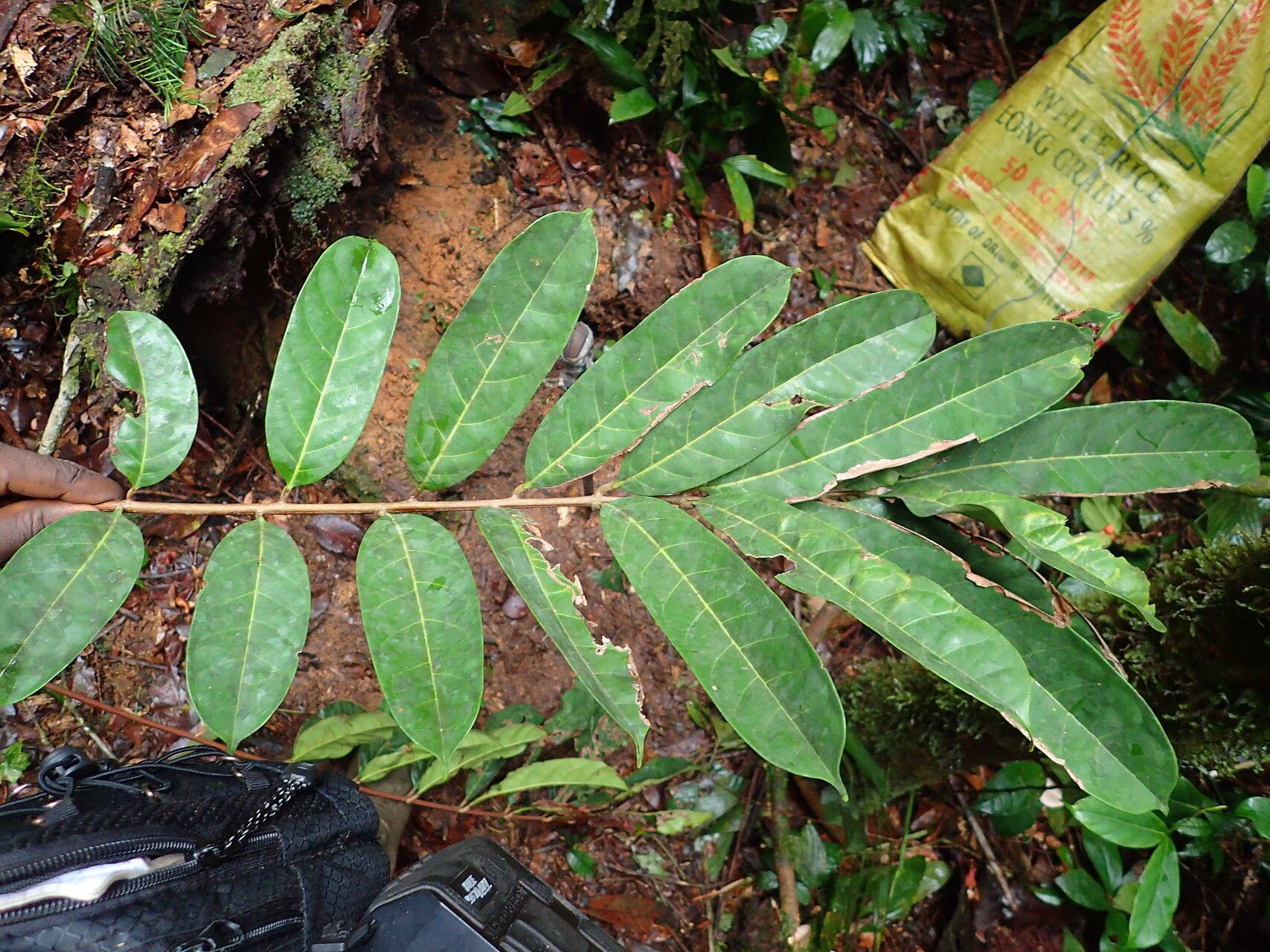 Carapa macrantha — houseplant care guide