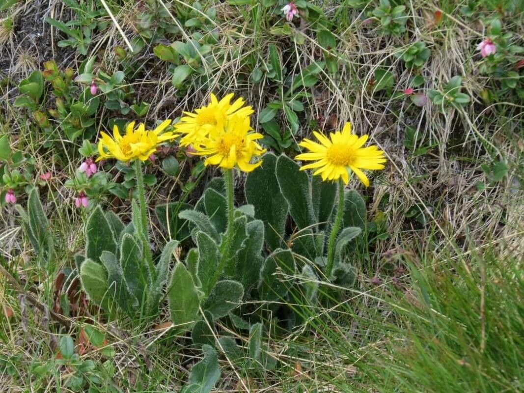 Doronicum clusii flower