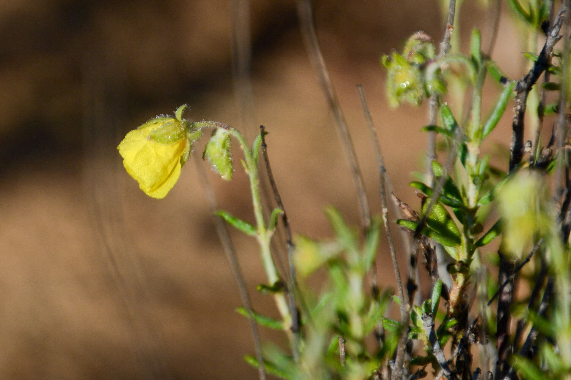 Helianthemum guerrae leaf