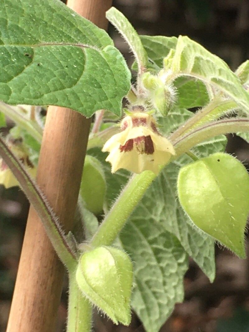 Physalis grisea — search result for 'Physalis'