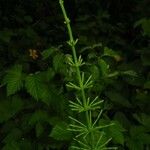 Equisetum arvense