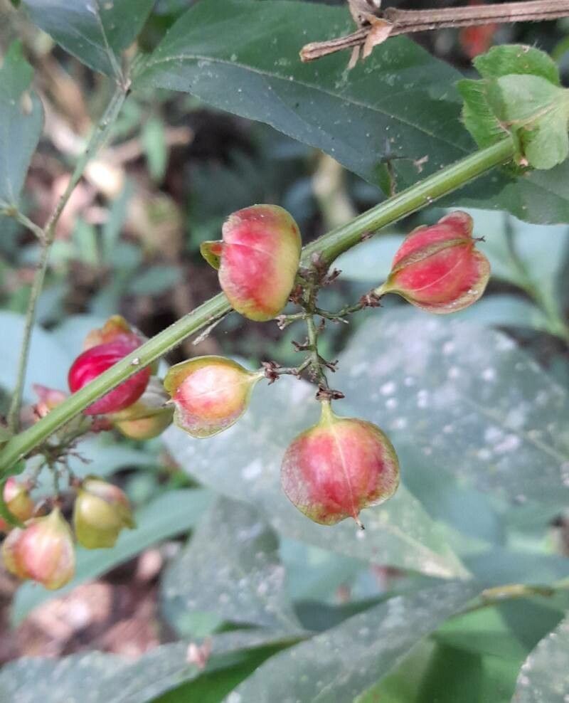 Paullinia meliifolia fruit
