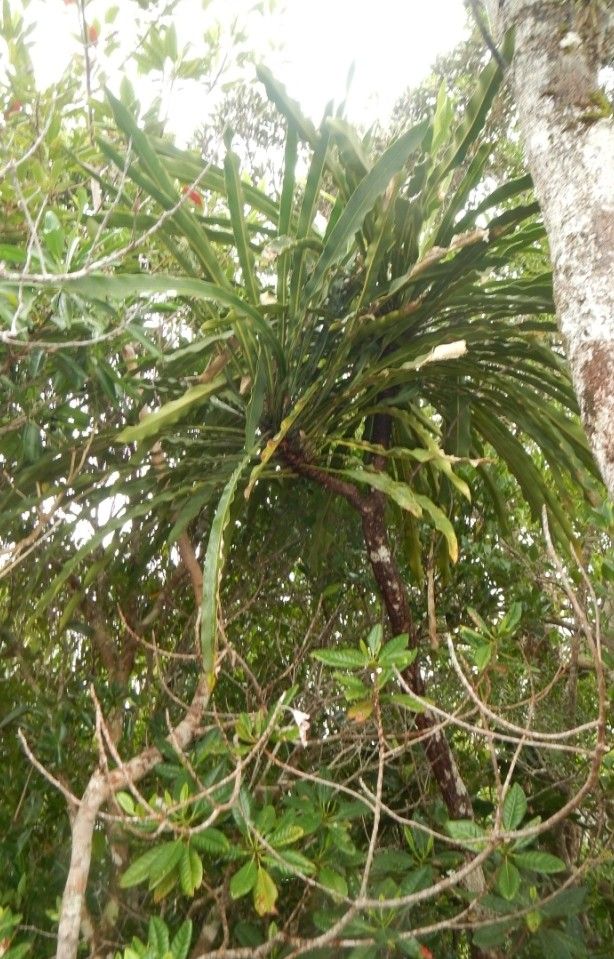 Meryta schizolaena habit