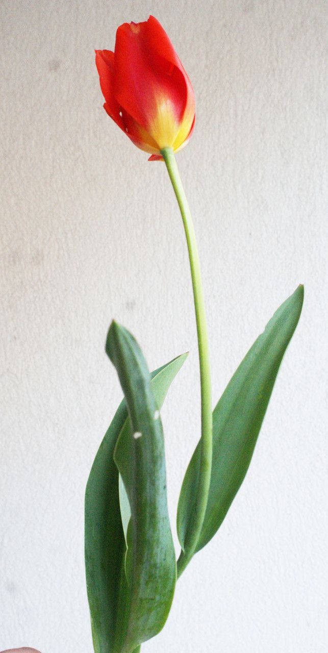 Tulipa mauriana bark