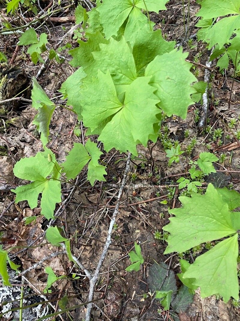 Achlys triphylla — search result for 'Vanilla'