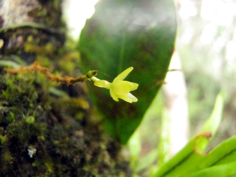 Taeniophyllum hirtum flower