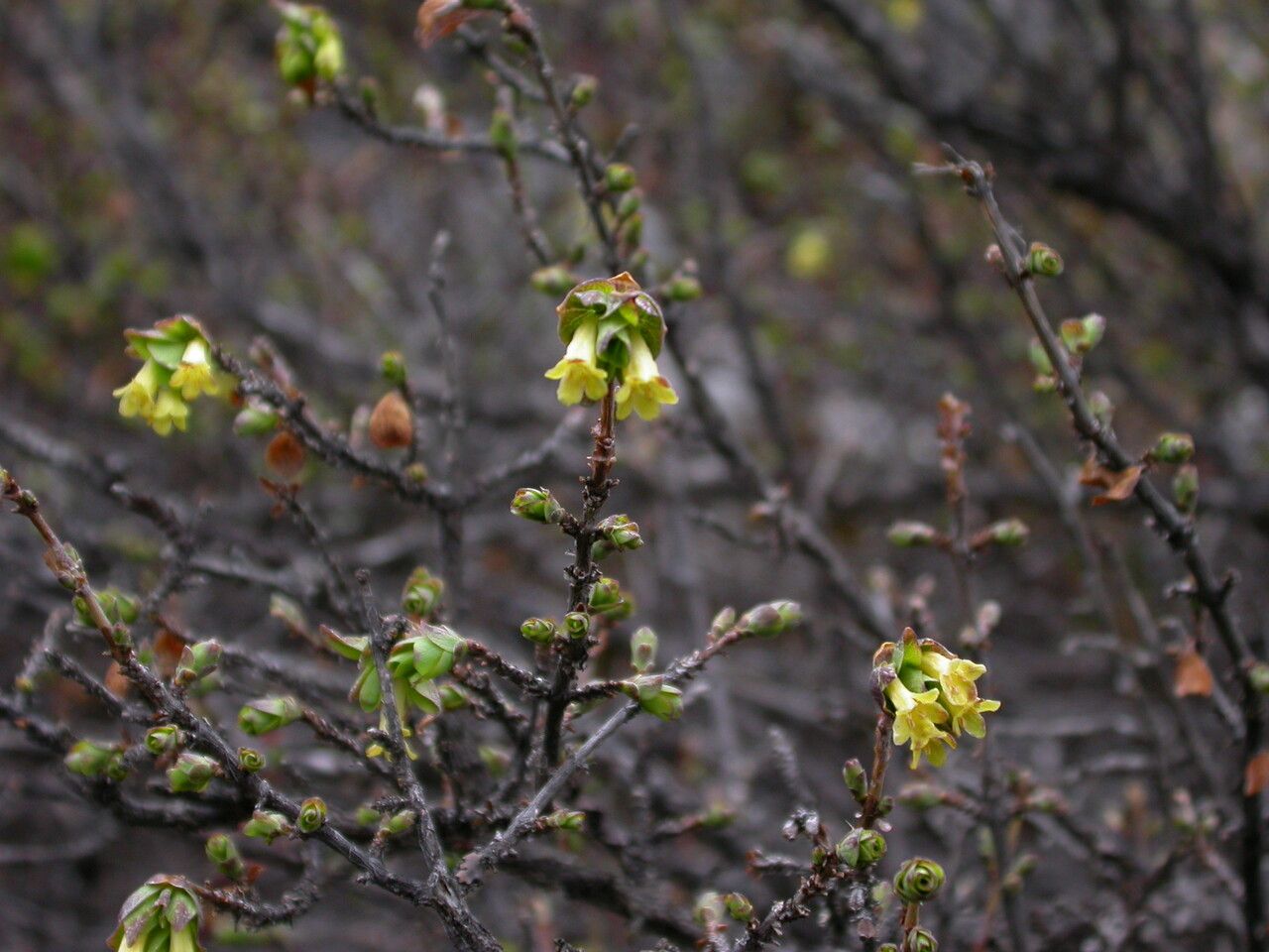 Lonicera litangensis habit