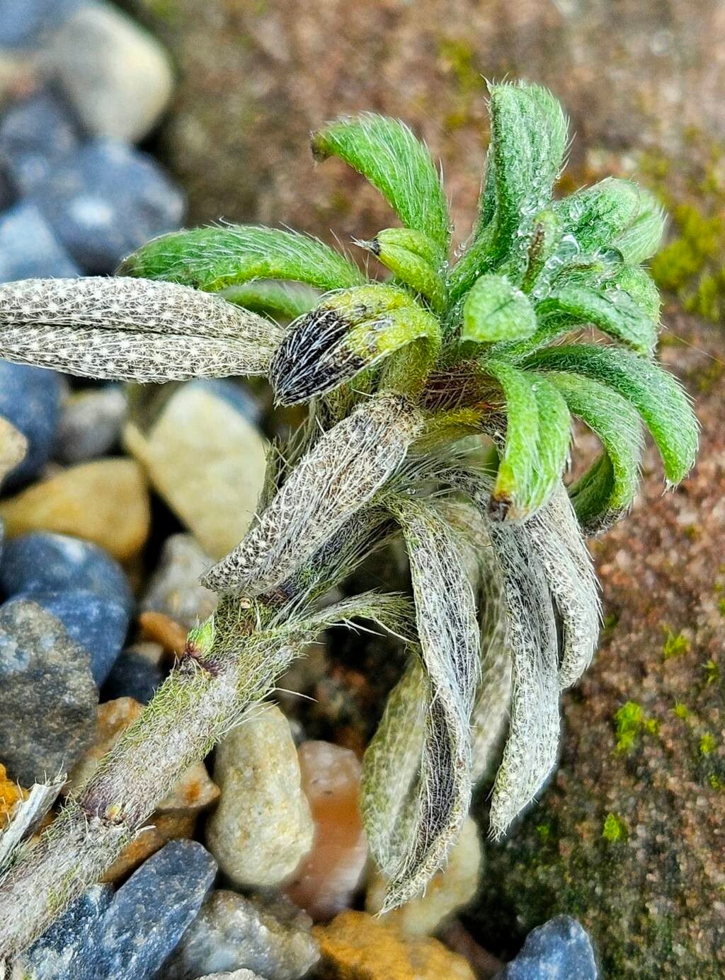 Onosma nana — houseplant care guide