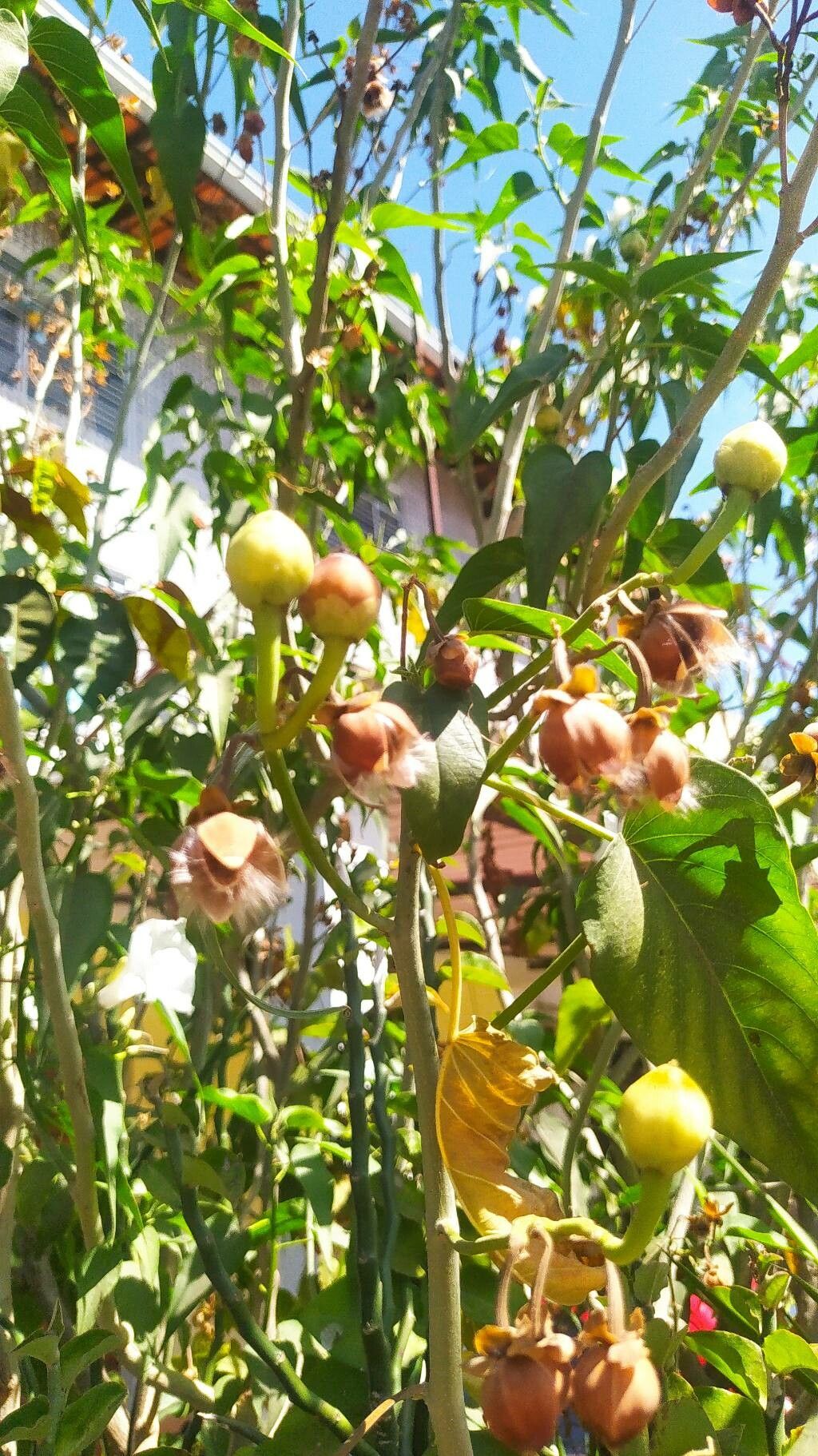 Ipomoea carnea fruit