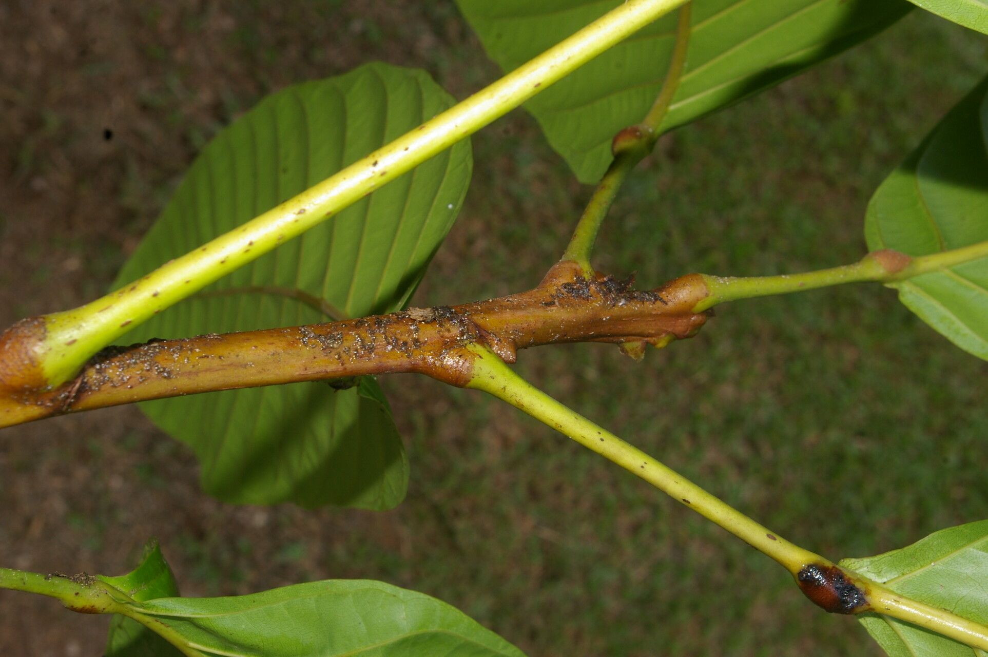 Sloanea laevigata bark