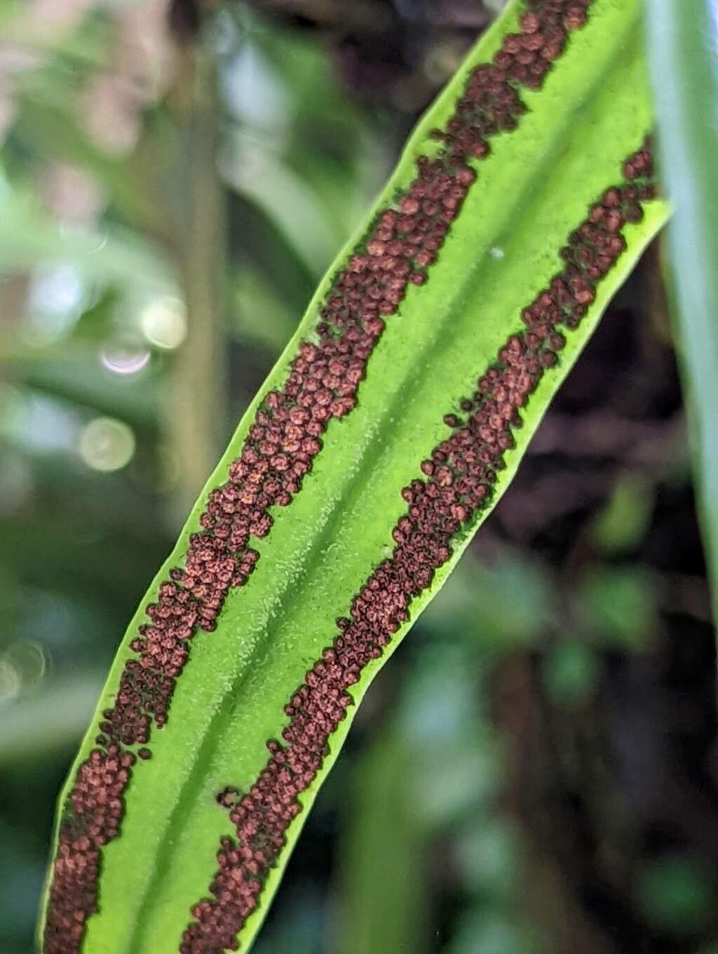 Pyrrosia lanceolata fruit