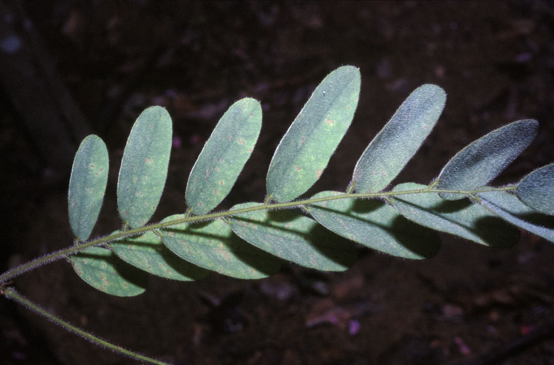 Machaerium quinata leaf