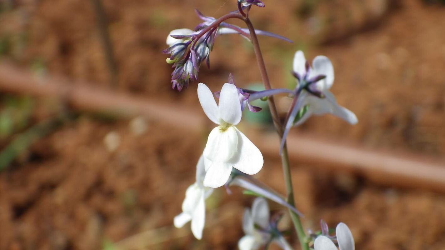 Linaria nigricans — search result for 'Linaria'