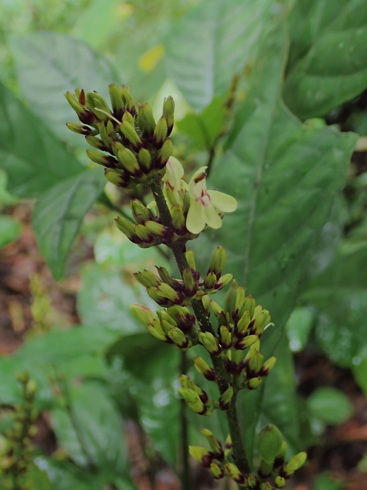 Justicia laxa flower