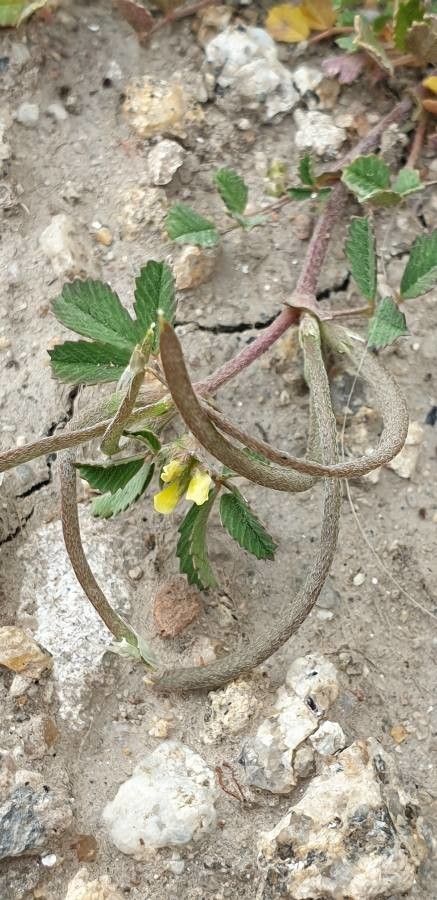 Medicago polyceratia flower