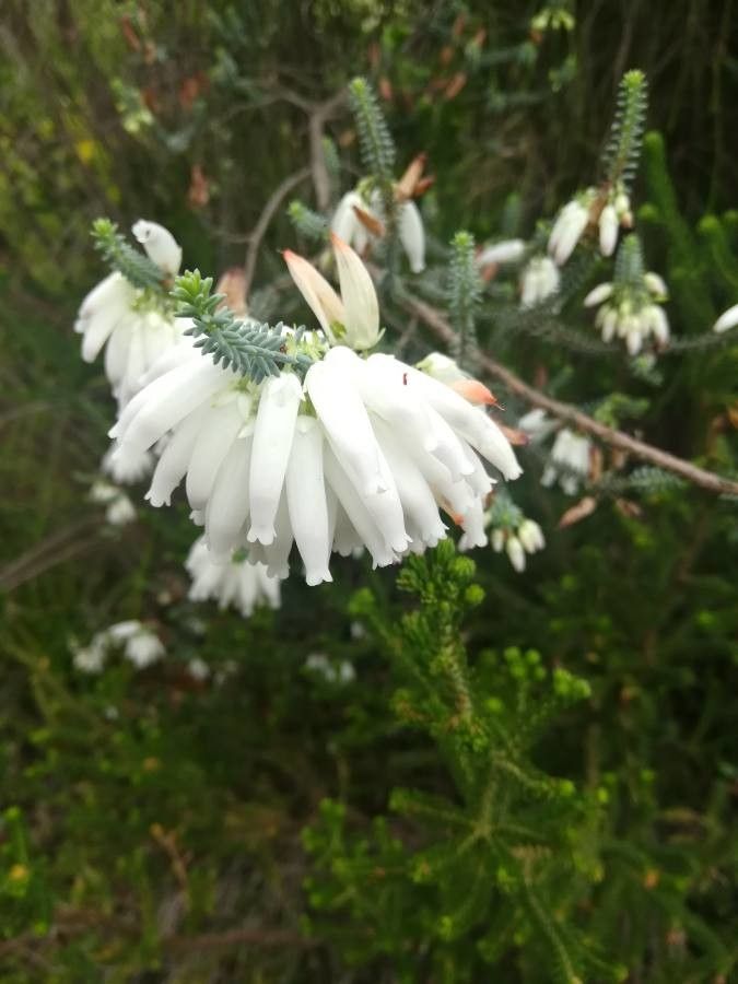 Erica bauera flower