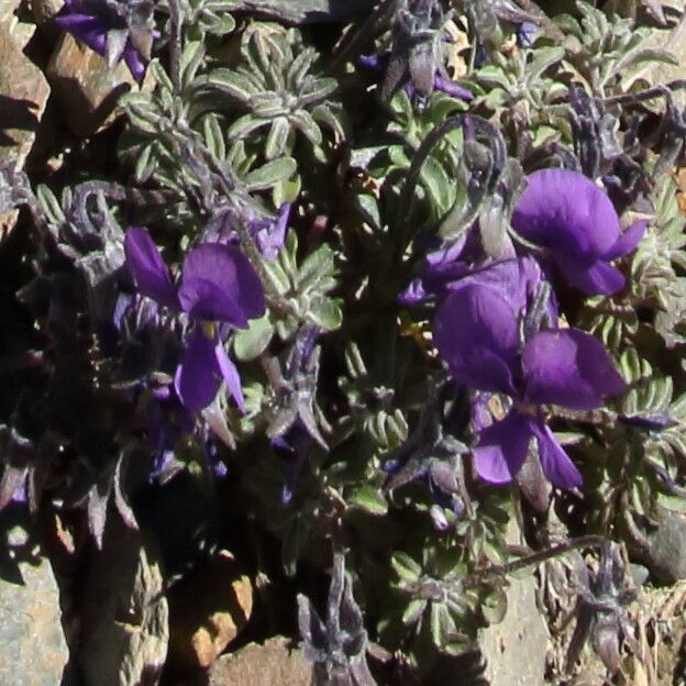 Viola diversifolia — search result for 'Viola'