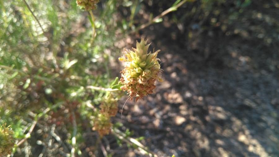 Teucrium lepicephalum — search result for 'Teucrium'