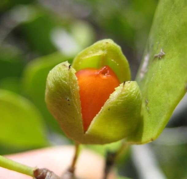 Maytenus orbicularis fruit
