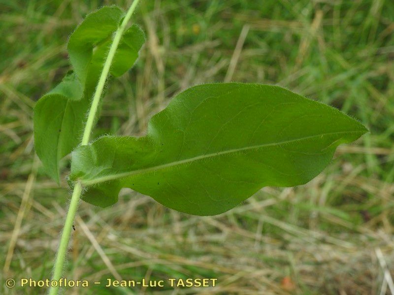 Hieracium jurassicum leaf